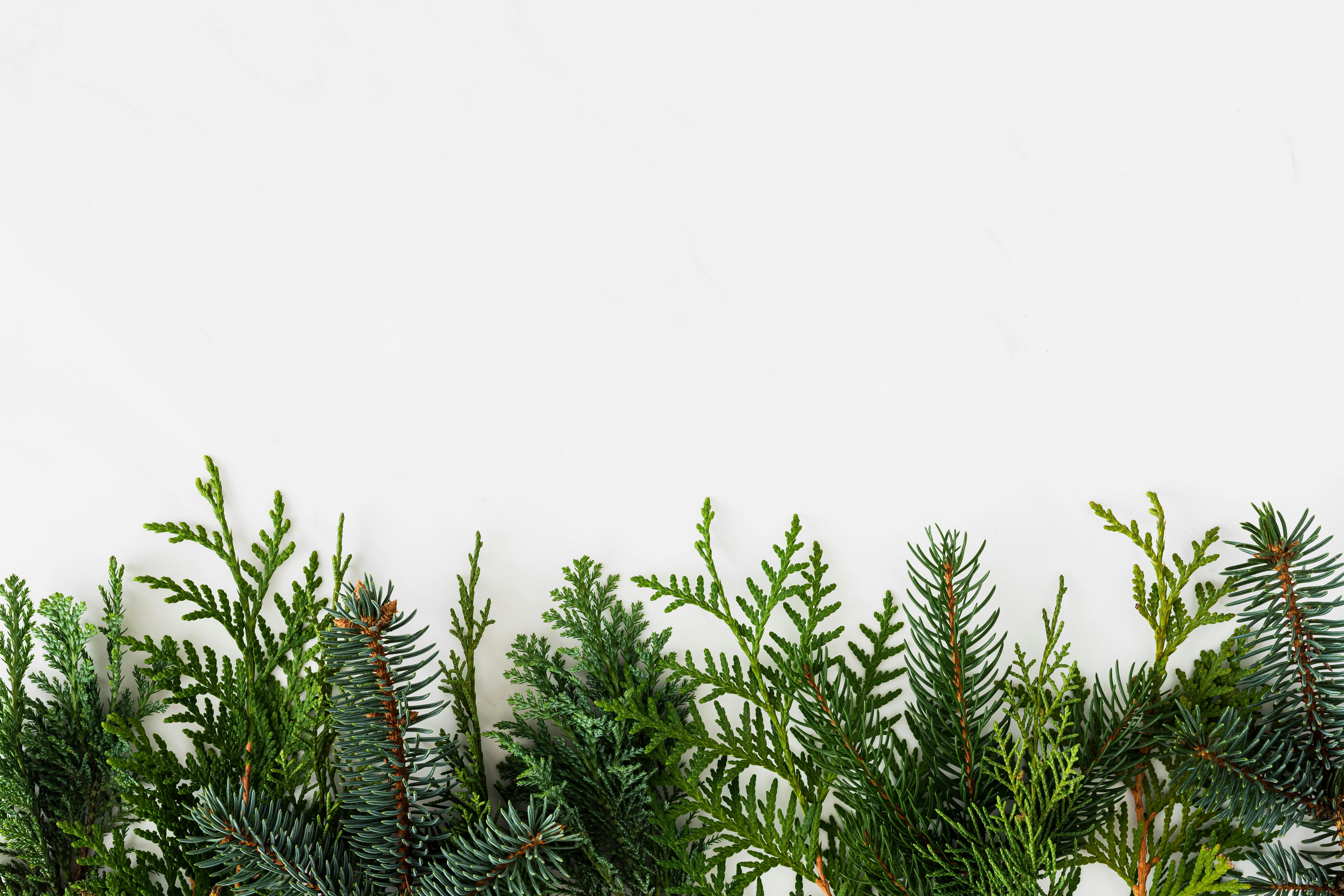 The story behind Greenco Terrapack's biodegradable packaging